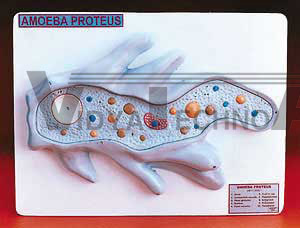 Amoeba Model